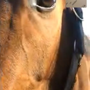 Meet your Posher, Aarlene